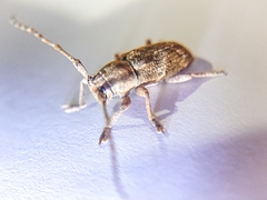 Pterolophia tuberculatrix