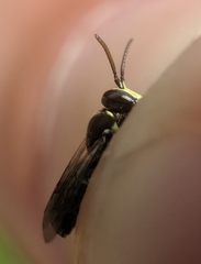 Hylaeus affinis