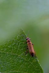 Cantharis figurata