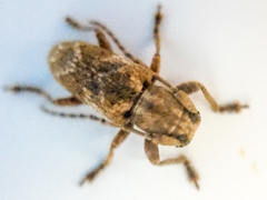 Pterolophia tuberculatrix