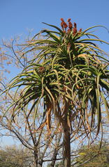 Aloidendron