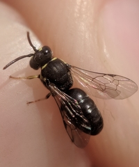 Hylaeus affinis