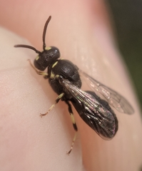 Hylaeus affinis