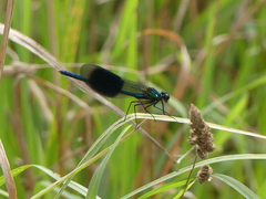Calopteryx splendens