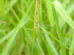 Lestes unguiculatus