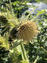 Cirsium carniolicum
