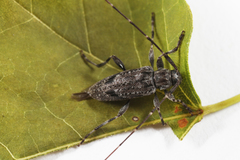 Eutrichillus biguttatus