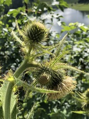 Cirsium carniolicum