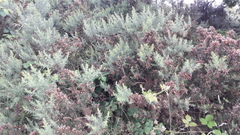 Ulex europaeus