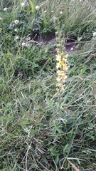 Agrimonia eupatoria