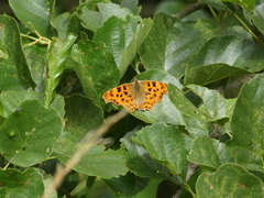 Polygonia c-album