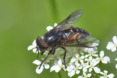 Hybomitra bimaculata