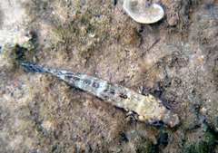 Gobius cruentatus