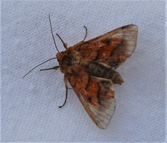 Pyrrhia exprimens