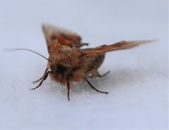 Pyrrhia exprimens