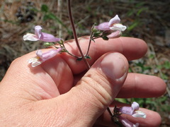 Penstemon australis