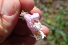 Penstemon australis