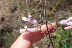 Penstemon australis