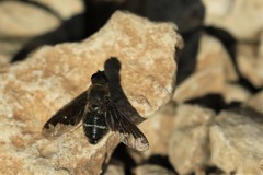 Hemipenthes velutina