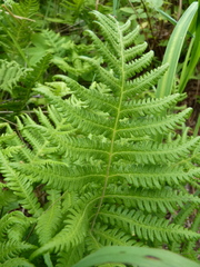 Phegopteris