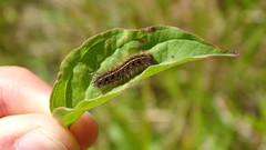 Diacrisia sannio