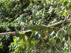 Iguana iguana