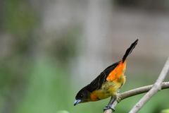 Ramphocelus flammigerus flammigerus