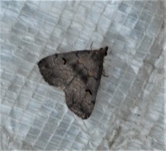 Phalaenostola hanhami