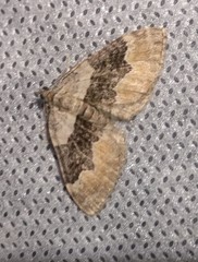 Xanthorhoe quadrifasiata