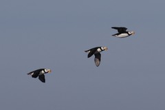 Fratercula corniculata