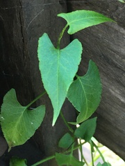 Muehlenbeckia gracillima