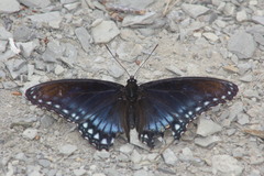 Limenitis arthemis arizonensis