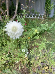 Scabiosa ochroleuca