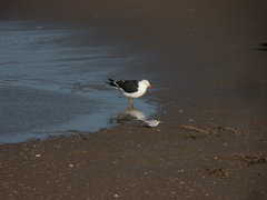 Larus atlanticus