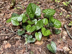 Hexastylis shuttleworthii