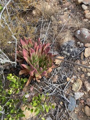 Dudleya ingens