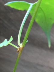 Muehlenbeckia gracillima