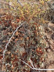 Eriogonum fastigiatum
