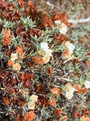 Eriogonum fastigiatum