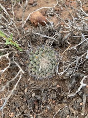 Mammillaria brandegeei