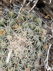 Mammillaria brandegeei