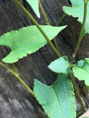 Muehlenbeckia gracillima