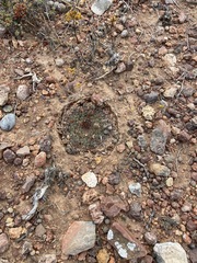 Mammillaria brandegeei