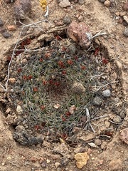 Mammillaria brandegeei