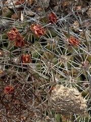 Mammillaria brandegeei