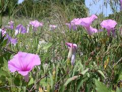 Ipomoea sagittata