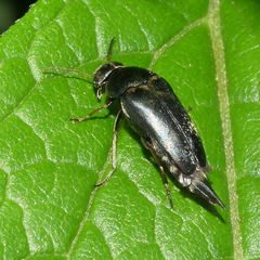 Glipa oculata