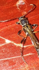 Odontocera aurocincta