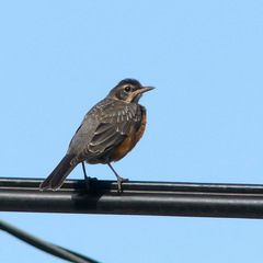 Turdus migratorius