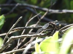 Phanogomphus lividus